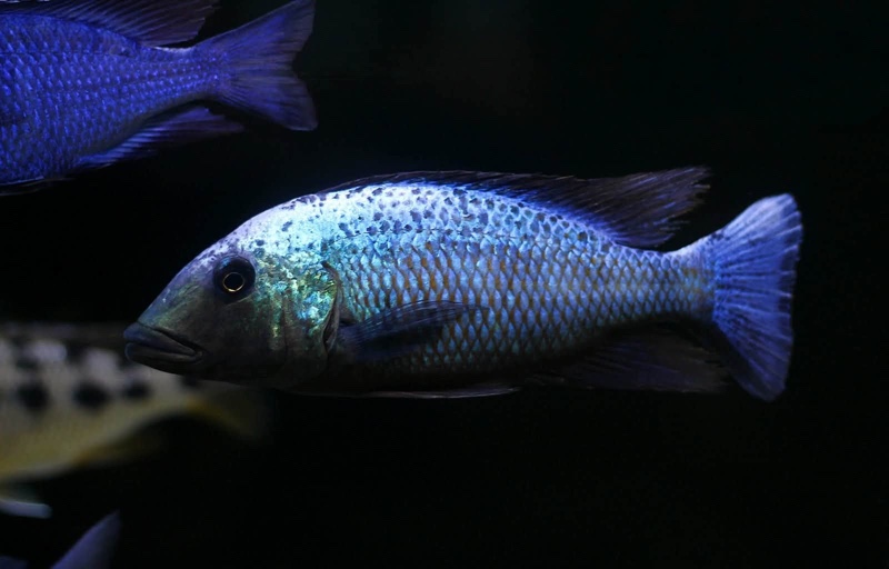 Fossorochromis rostratus